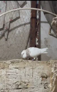 طوقی ناب