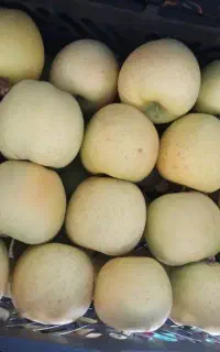 سیب زرد