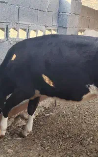 گوساله