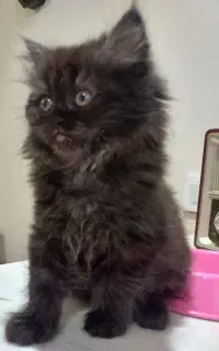 پرشین Black ( پسر )