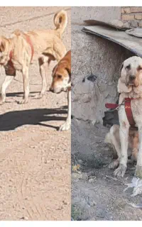 اسگ گمشده