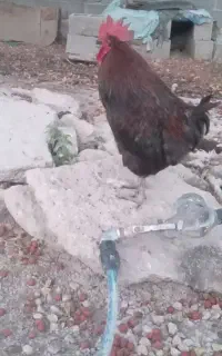خروس
