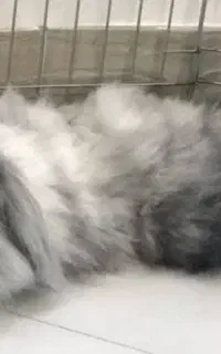 یک جفت خرگوش نژاد خاص لوپ