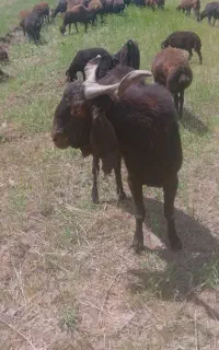 فروش بز نر