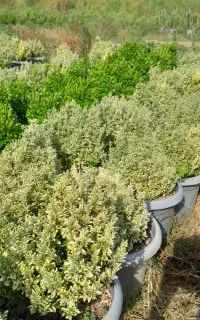 شمشاد نعنایی وصال۳۴ و فتونیا سطل ۱۰ و کاملیا سطل ۳