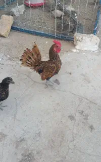 خروس سیبرایت