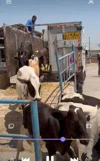 گوساله نر
