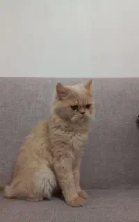 گربه