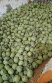 گردو تر خوشمزه