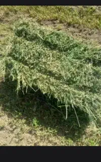 یونجه چین چهارم وپنجم خشک وخشک