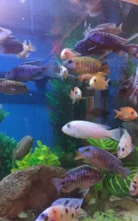 ماهی سیچیلاید همه با هم فروش