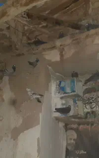فروش کبوتر سربری