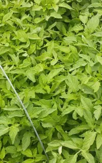 نشا گوجه و بادمجان