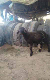 بره ماده