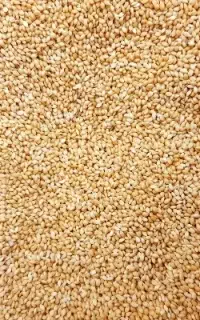 ارزن ریز درجه یک بیرجند