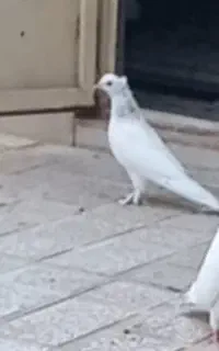 آگهی‌کبوتر