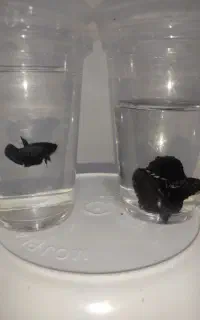 فایتر سامورایی