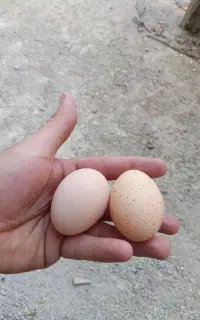تخم مرغ نطفه دار برهما لایت اصل
