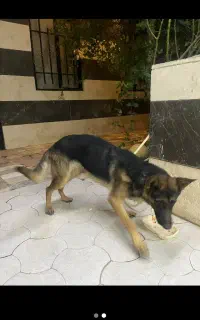 سگ ماده ژرمن باهوش 9ماهه
