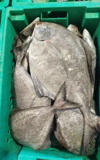 ماهی تازه دریا