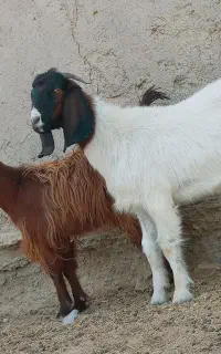 دوتا.کهره چاق پلواری