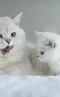 بریتیش نقره ای جان