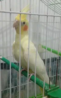 عروس  ماده