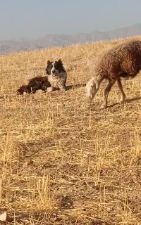 واگذاری گله ای جونوری آدمی  معاوضه بامرغ