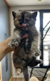 واگذاری برتیش کالیکو (رایگان نیستش)