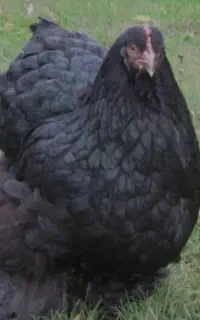 مرغ