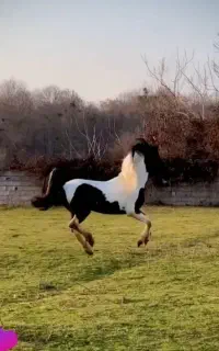 اسب