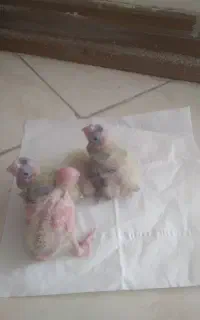 جوجه عروس هلندی