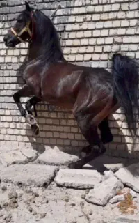 اسب کرد ۶ساله نریان