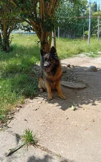 سگ ژرمن شپرداصیل