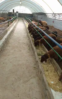 میش هترو جوان چند قلوزا آبستن