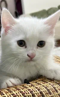 گربه بریتیش