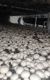 فروش مستقیم قارچ درب کارخانه