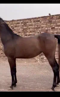 ماد یان