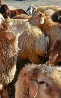 دام زنده‌گوسفند سبک و سنگین سبلان دامداری حاج خلیل