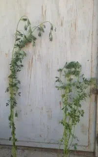 بذر یونجه استثنای پرتناژبا راندمان بالا