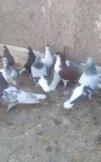 کبوتر