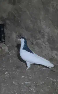 انگشتر .کفتر