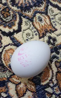 نظر گرفتن تضمینی