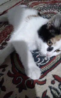 گربه بازیگوش