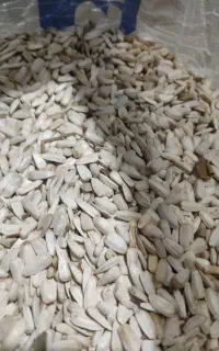 تخم افتاب گردان محلی بصورت کیسه ای وعمده