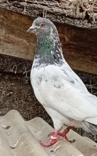 یک عدد کبوتر نر