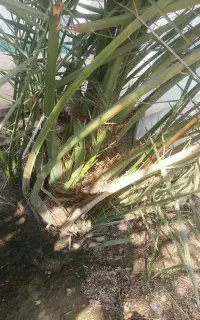 چهار اصل پاجوش(دمیت) نخل نر جهت فروش