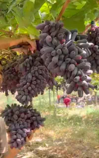 نهال انگور سوییت شاپر مناسب برای تازه خوری و مویز