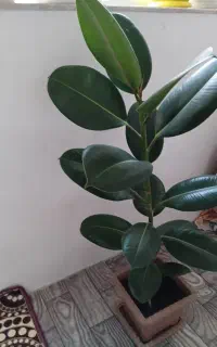 گل فیلکوس