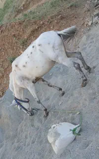 قاطر نر